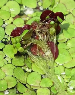 Giant Duck Weed ''Spirodela Polyrhiza'' Easy Live Aquarium/Pond Plant BUY2GET1FREE