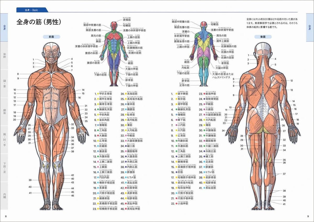 Art Guide Basic Manual of Art Anatomy Japanese Kota Kato w