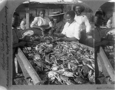 8" x 10" 1905 Photo of Picking Crabs for Market, on Banks of Chesapeake Bay