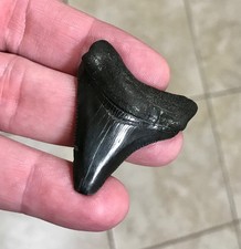PATHOLOGICAL BLACK BEAUTY - GEORGIA RIVER FIND - CHUBUTENSIS SHARKTOOTH FOSSIL