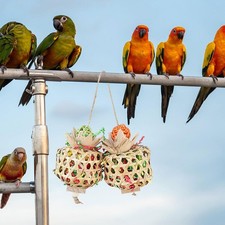 Jouet à Déchiqueter pour Perroquets, Accessoires pour Animaux de Compagnie,