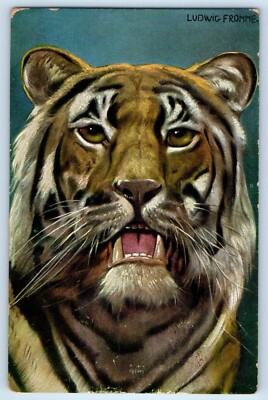 c1910's Tiger Art Portrait Wild Animals Ludwig Fromme Signed Artist Postcard