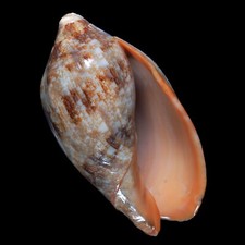 Volutoidea-0088 Cymbiola rutila macgillivrayi LARGE AGED FROM PAPUA NEW GUINEA
