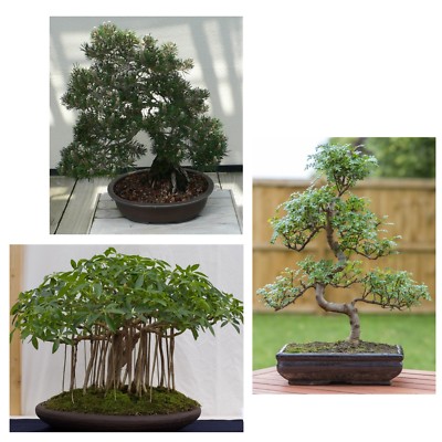 SAMEN BONSAI SET Pfefferbaum Schwarzkiefer Strahlenaralie Topfpflanzen  genial | eBay.de