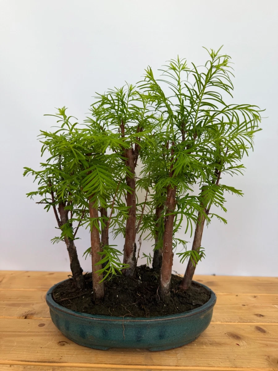 Bonsai-Pflanzen, Bume & Strucher mit hohem Wasserbedarf online kaufen |  eBay.de