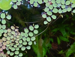 15 Water Spangles Salvinia minima Freshwater Aquarium Floating Plants Easy Nano