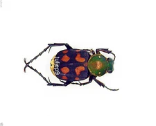 Beetle- Cetoniidae - Epitrichius bifasciatus (MorF) - Laos - Xhiang Khuang, Laos