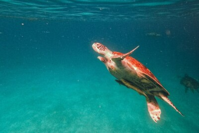 #ad Digital Image Picture Photo Pic Wallpaper Background Brown Sea Turtle in Water $0.99