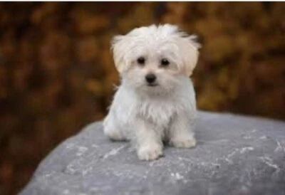 Wanted Cavoodle Moodle Spoodle Maltese Toy Poodle Puppy Dogs Puppies Gumtree Australia Knox Area Wantirna South 1255187778