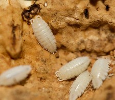 20x Dwarf White Isopods - Live Bioactive Reptile Vivarium Clean Up Crew