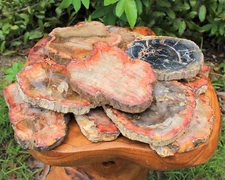 LARGE Petrified Wood Slabs 3.5 - 6" (Fossilized Wood, Polished Petrified Wood)