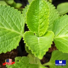 40 Perilla Green Shiso Herb Seeds Non-GMO Heirloom