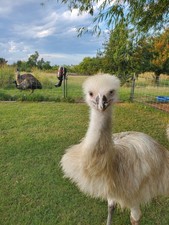 PRESALE-Emu Fertile Hatching Egg, Chance For White Or Blonde.