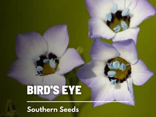 Bird’s Eye Seeds, Heirloom Wildflower, Gilia tricolor, USA Grown