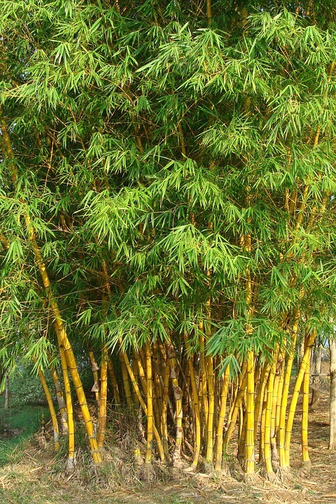 Gold- Bambus frosthart ganzjhrig exotisch immergrne Baum Hecken Pflanzen  Samen | eBay.de