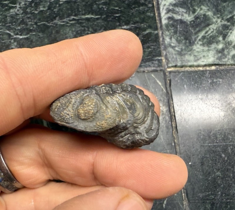 Large rolled  Phacops Barrandeops Trilobite fossil Devonian of Morocco 