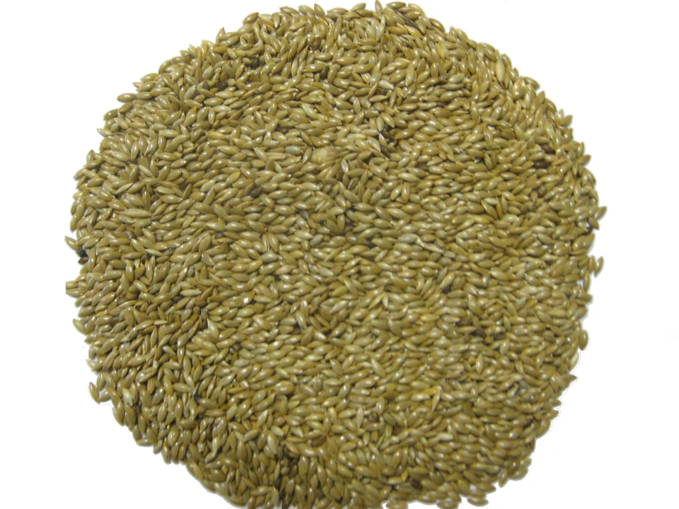 Kanariensaat - Versele 25kg - Bild 2 von 2
