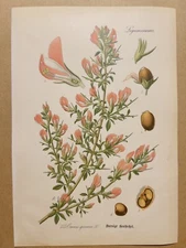 1886 ANTIQUE PICTURES LITHOGRAPH ART PRINT BOTANY FLOWER FLORA NATURE DECO PO...