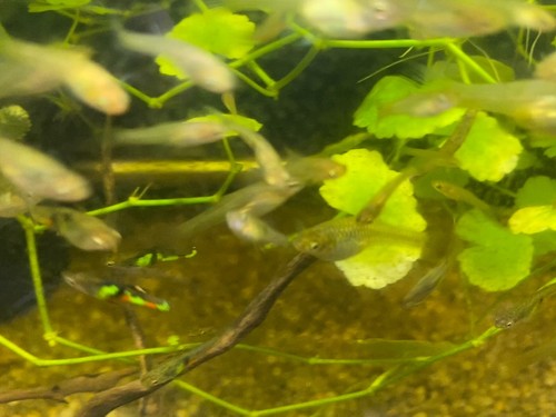 El Tigre Endlers (2) 1m,1f - LIVEBEARING - Picture 11 of 13