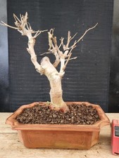 bonsai di gelso h 36 cm visita il negozio