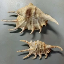 2 Seashell Lambis Spider Conch  6" & 4.25" Shell 