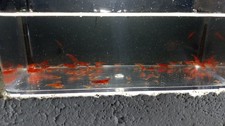 10 Fire Red Neocaridina Shrimp HIGH QUALITY - Pennsylvania Bred