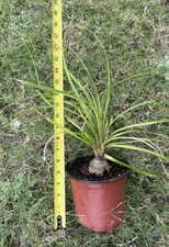 Ponytail Palm  Live Potted Plant, 6” Pot