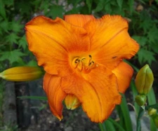 MAUNA LOA Daylily Perennial Flower Bulb Bare Root Plant - REBLOOMER HEMEROCALLIS