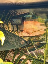 Reptile Tank Thermometer Hygrometer 2 PCS Humidity Gauge Lizard Gecko Spider New