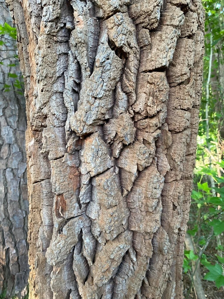 Lily of the Valley Sourwood Seeds (Oxydendrum arboreum) | Honey Bee Tree bonsai - Image 2 of 4