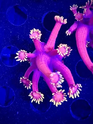 XXX goniopora Coral King Wysiwyg live coral frag