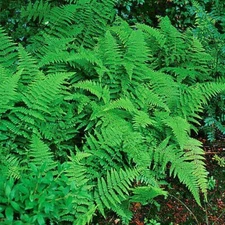 Hay Scented Fern 20 clumps (Dennstaedtia punctilobula)