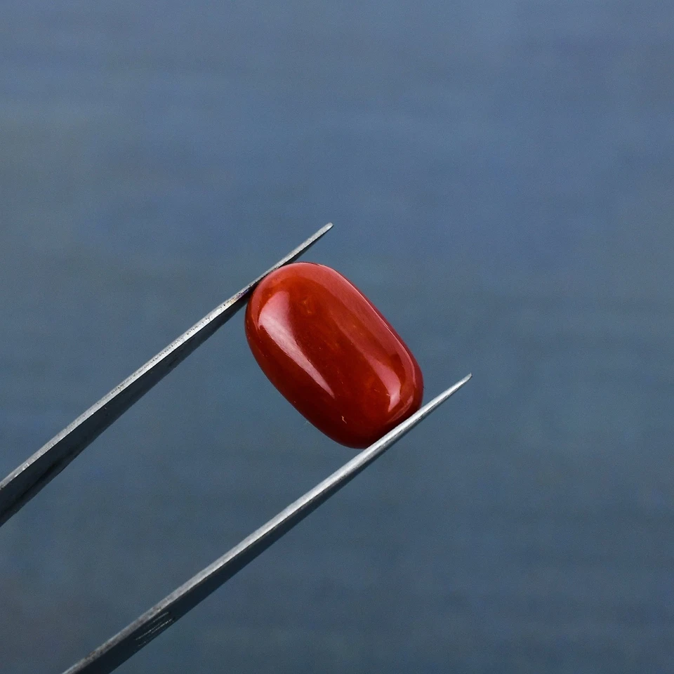 Natural Coral 7.55 Carat Moonga Cyllindrical Shape Unheated 3.0-4.0 Hardness - Image 2 of 4