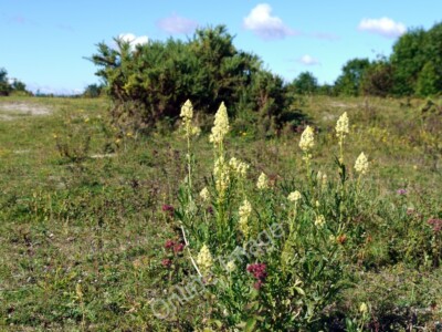 Photo 6x4 Wild Mignonette (Reseda lutea), the Spetchells Prudhoe A plant  c2010
