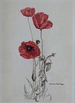 Erstausgabe Reproduktion eines Original Aquarells von Nora Margaret Thomas