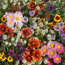 2001+BIRD & BUTTERFLY MIX Seeds 18 Native Wildflowers Annual Perennial Garden