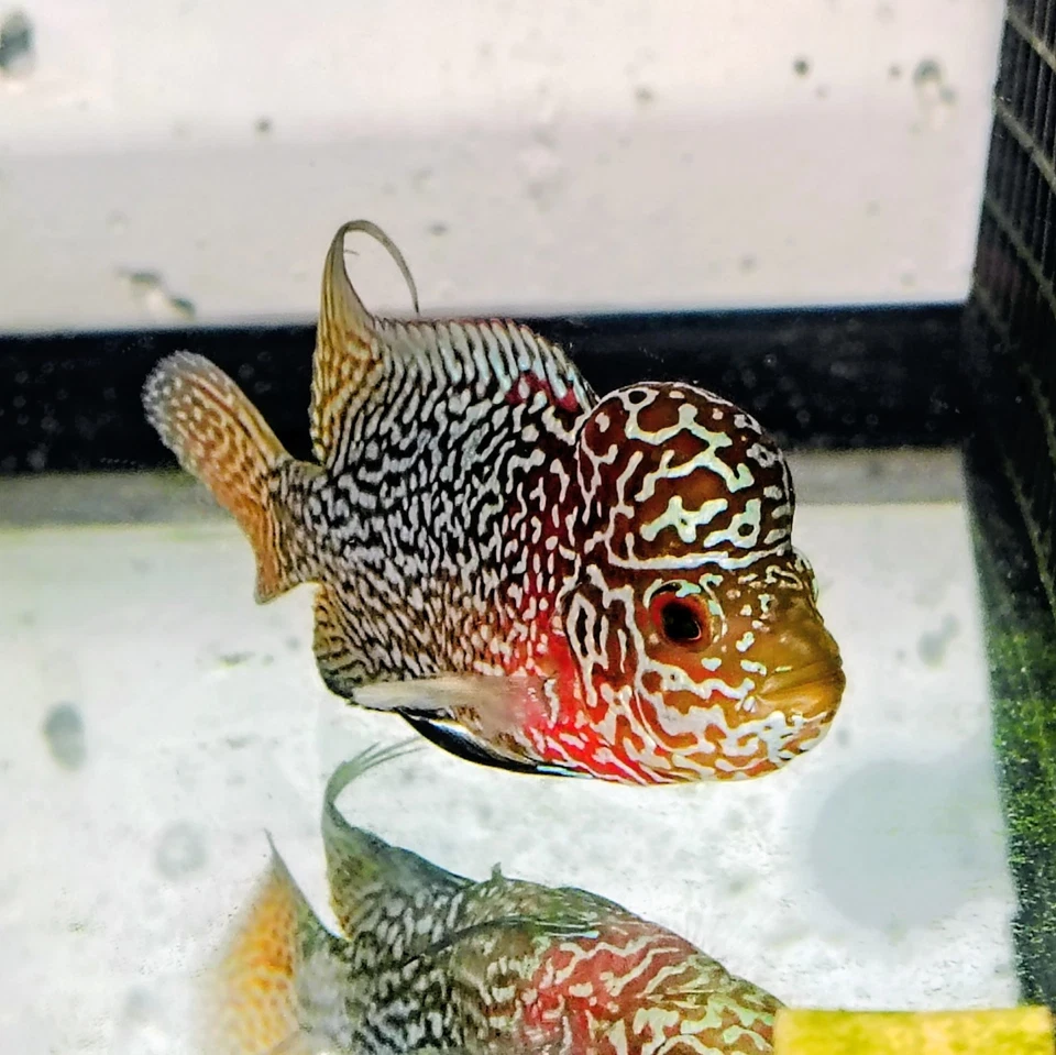 VIP ALTA FERTILIDAD 2 TONOS FLOWERHORN MACHO 3" Foto 2 de 4