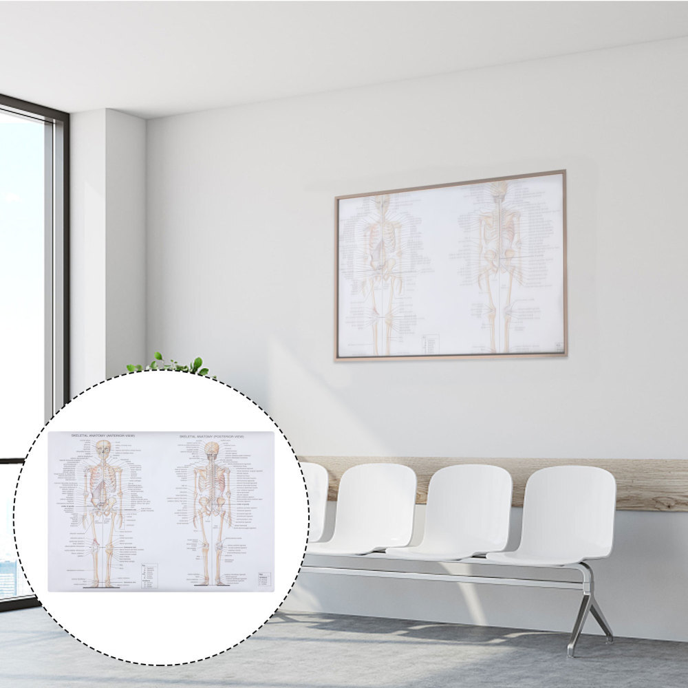 Muskel-skelett-management Bild Menschliches Dissektion Poster Knochen Figur