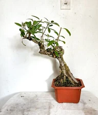 Tabebuia heterophylla (pink trumpet tree - white cedar) - Plant Pre-Bonsai