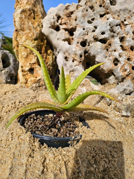 Aloe Rivierei 20cm