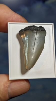 Mako Haizahn. Carcharodon. 12-15 Millionen Jahre alt. 34mm. Geschenk verpackt.