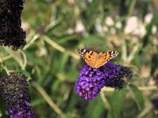 Live Monarch Blue Knight BUTTERFLY BUSH Plant + BUDDLEJA Davidii