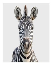 Stunning Zebra Portrait Wall Art Poster for Modern Decor Home Decor
