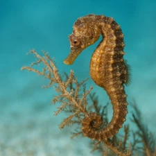 Digital Image Picture Photo Pic Wallpaper Background Hippocampus Fuscus  AI 66