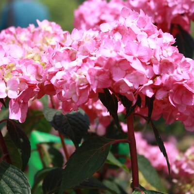 Ballhortensien 'Endless Summer ' lange Blütezeit viele Farben Blau Rosa Weiß Rot