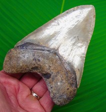 DENTE DI SQUALO MEGALODONTE 5,16" vero fossile XL GRANDI denti di squalo 