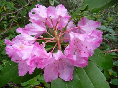 himalayan rhododendron Pacific Rhododendron (Rhododendron macrophyllum) – Sparrowhawk Native Plants main image 0