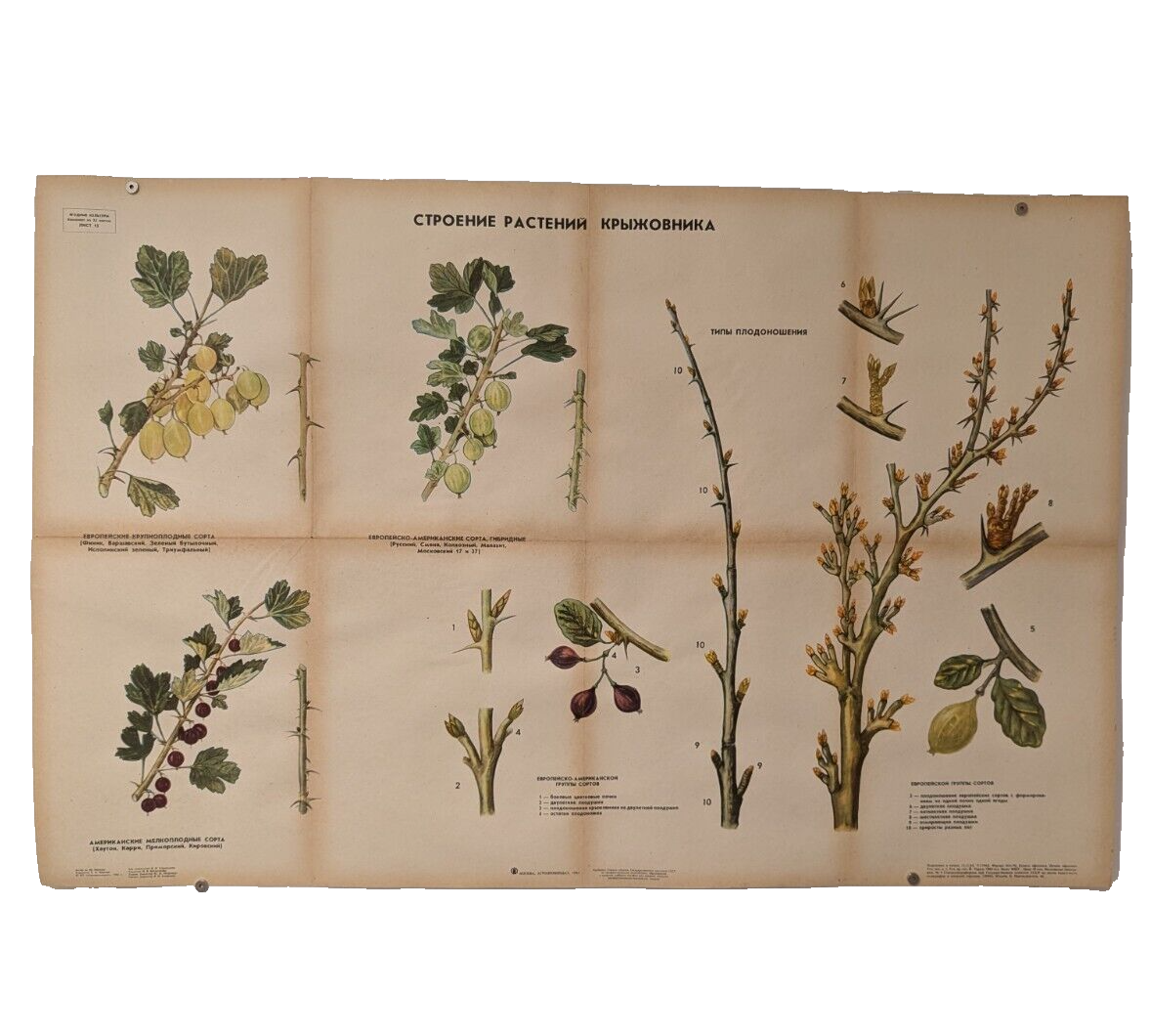 🌻 Plant Vintage Poster 1985 🌿 Soviet Boho Style 🌳 gooseberry plant structure