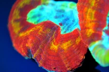 Corals of Eden ~ WYSIWYG Live Coral Frag ~ Ring of Fire Lobo ~ LPS