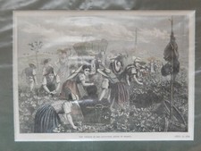 Weinlese im Languedoc, Stich von 1874, Tracht Pferde Fuhrwerk Trauben coloriert